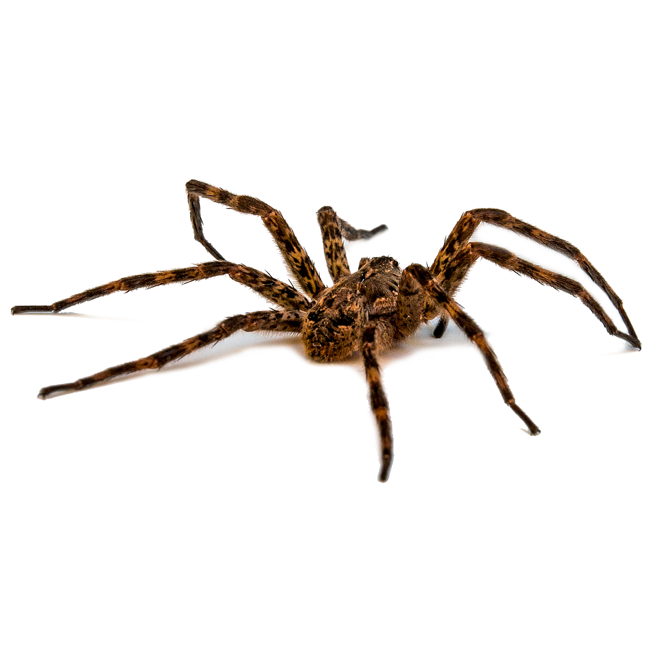 Spiders - Pest Guide | Ledford's Pest Control